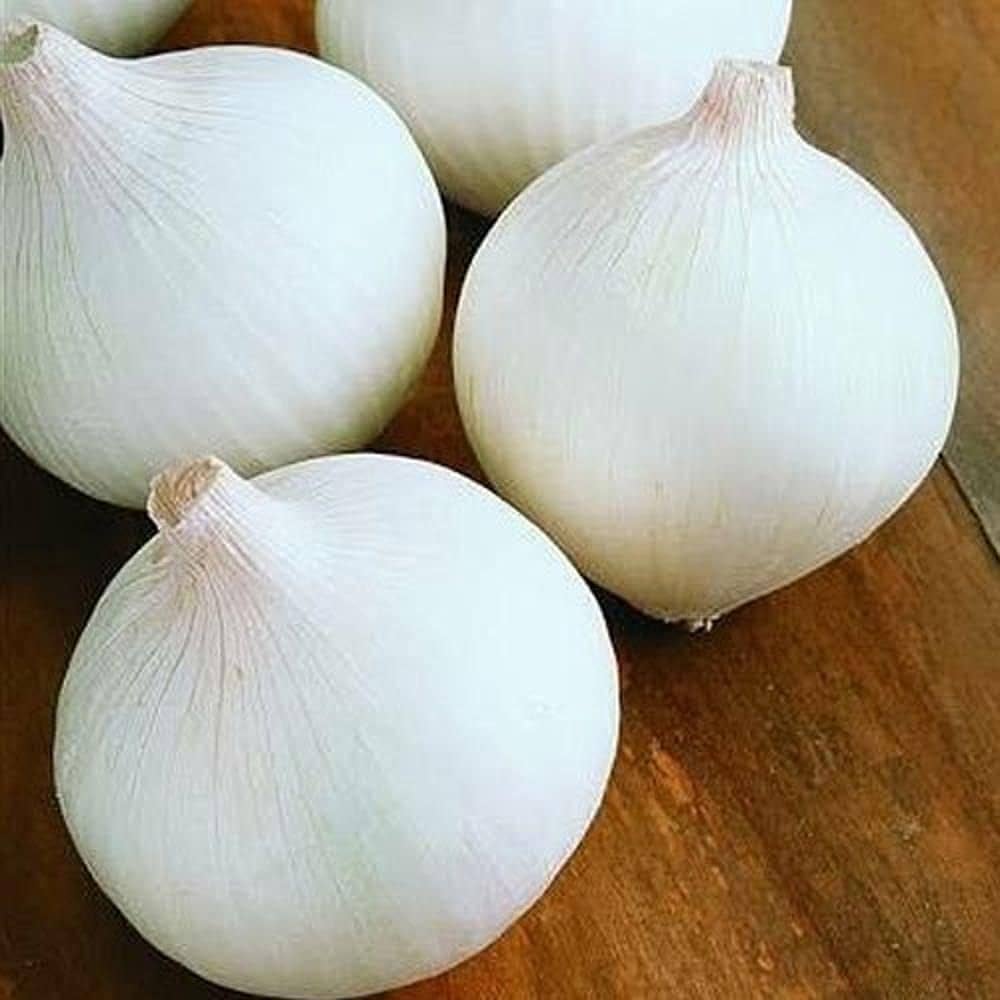 White Blanca shallot plant grown from seeds with bulbous, pale-skinned shallots and green tops